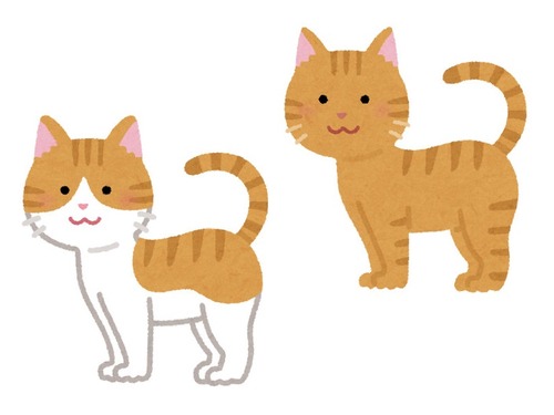 猫2匹の寝相