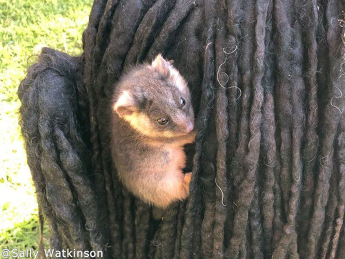 �ݥå�����֤���󤬸��ˤ����ߤĤ��Ƥ���01