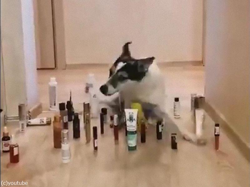 猫と犬 障害物を避けるときの違い 動画 らばq