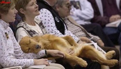 だって好きだから 犬たちが人間のひざの上で寝たり座ったりしている写真19枚 らばq だって好きだから 犬たちが人間のひざの上で寝たり座ったりしている写真19枚 らばq