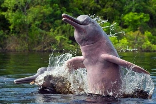 優雅な動物たち05