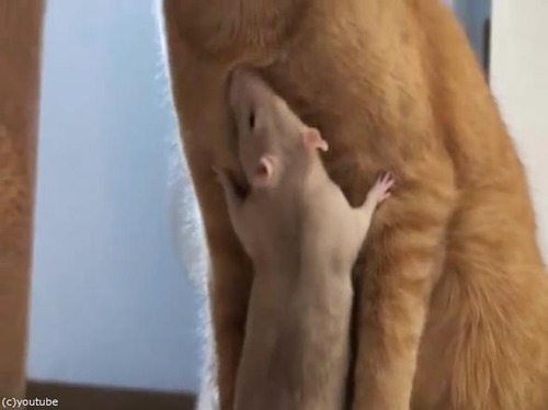 リアルトムとジェリー08