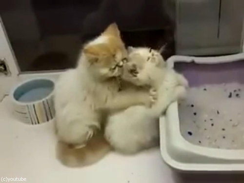 猫が猫の肩もみ05