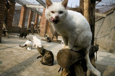 1500匹の犬と200匹の猫12