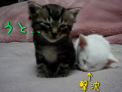 眠りに落ちる子猫