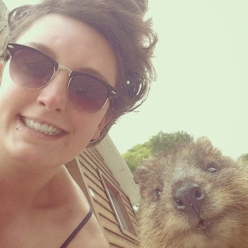 自分撮りにつきあってくれるクアッカワラビー17