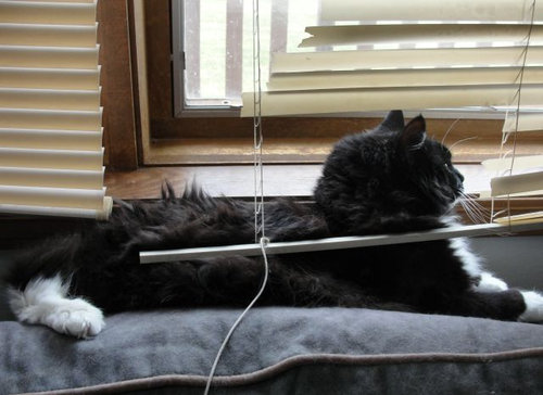 ペットのいたずら05