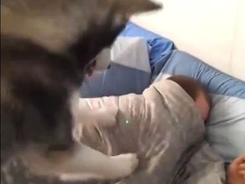 最強の犬目覚まし01