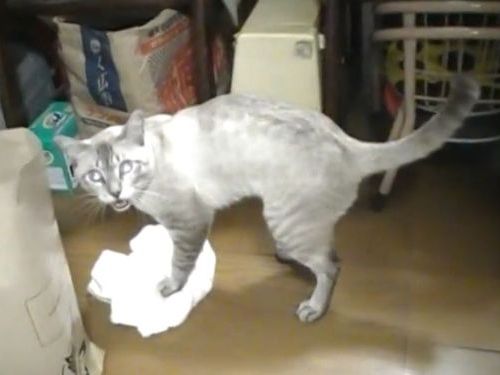 床掃除をする猫01