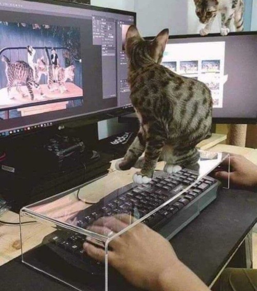 ǭ���饭���ܡ��ɤ���01