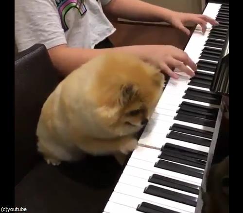 �����θ��ϥԥ��˥���04