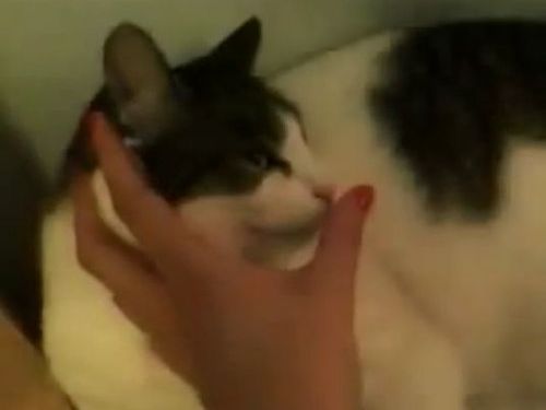 猫のお鼻をタッチすると照明が光る07