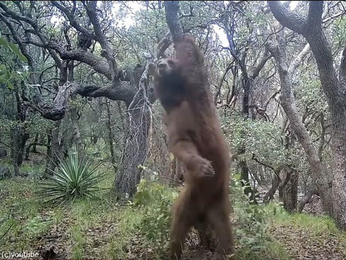 木に背中をこすりつけるクマが…ダンサーのようにクネクネ（動画）