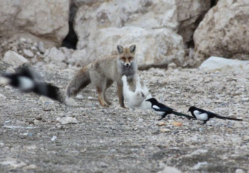 キツネと猫が仲良しに07