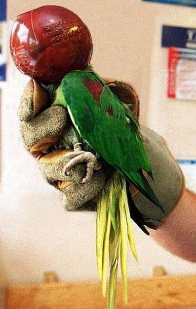 抜けなくなった動物たち06