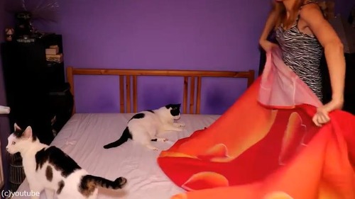 猫が2匹いるとこんなにベッドメイキングが大変01