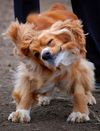 犬のブルブル10