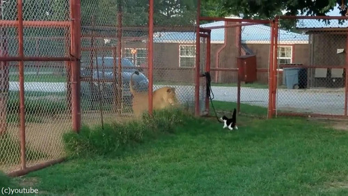 ライオンを挑発する猫05