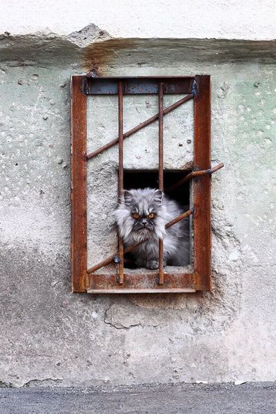 達観したような渋い、風格のある動物13