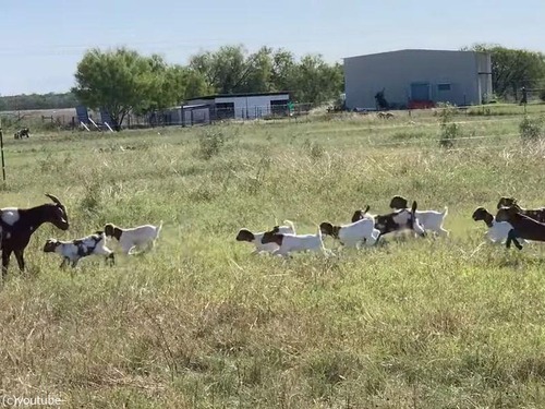 25匹の子ヤギがママに向かって駆け寄る