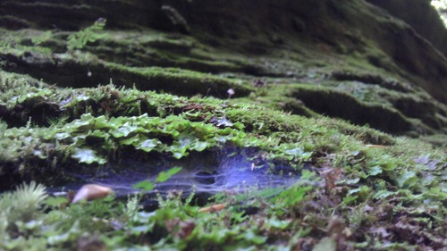 携帯カメラ撮影04