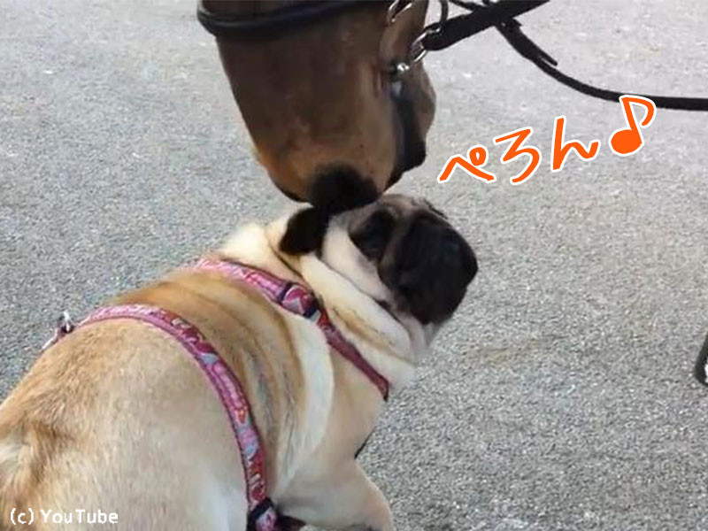 パグと馬が 友達になる瞬間を見ちゃった 動画 らばq