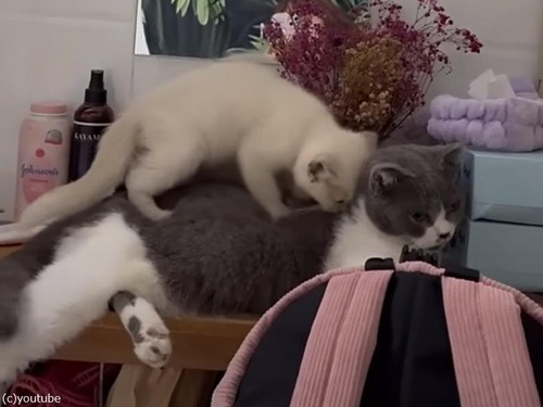 「背中を踏み踏み…」小さな子猫がおとなの猫をマッサージ（動画）