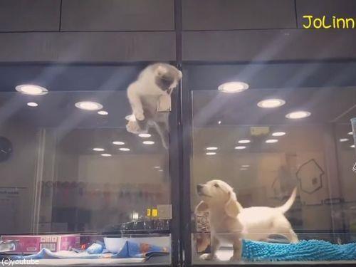 隣の犬に会いに行く猫02