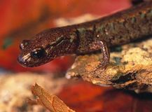 8.背赤サラマンダー(Red back salamander)