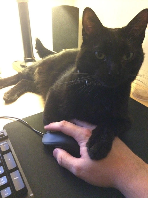 就職したら猫が変わった01