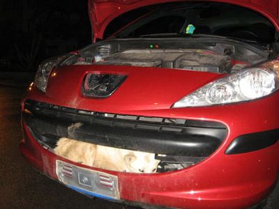 時速110kmの車に衝突した犬、速すぎて車にすっぽり埋まり無事