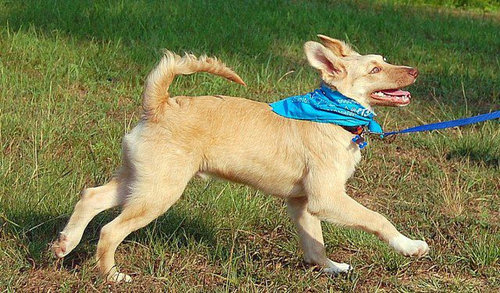 子犬を拾った23