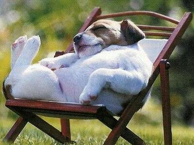 犬たちの興味深い10の事実