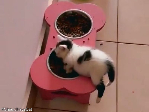 どこでも眠る子猫たち…食事中だろうと遊んでる最中だろうとウトウト