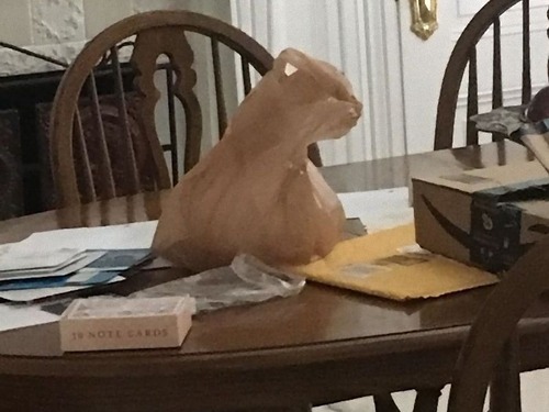 猫に見える何か00