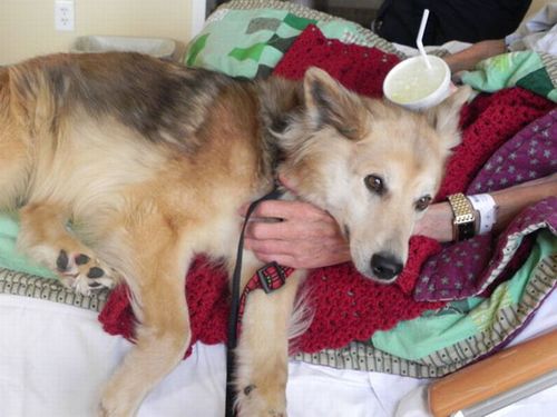 最後は愛犬と13