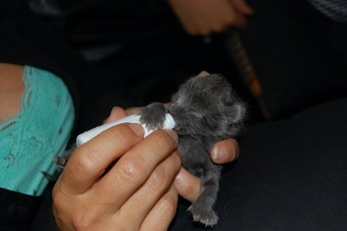 �����ưʪ�֤����05