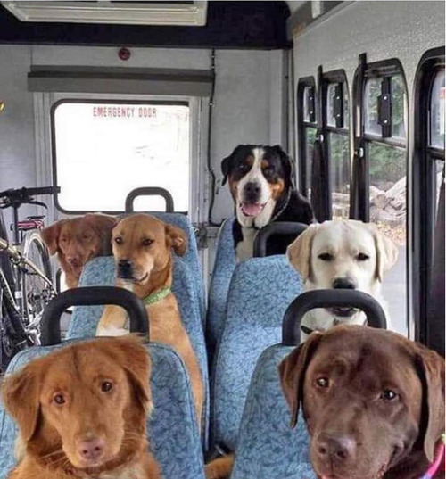 犬のためのスクールバス