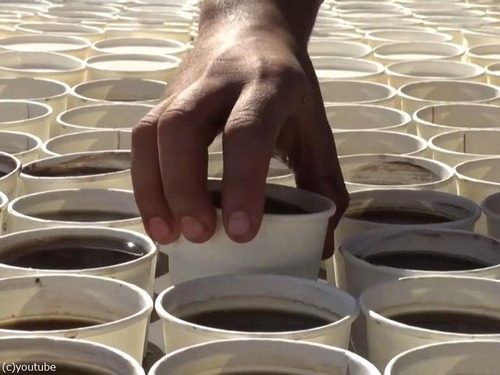 7260杯のコーヒーで「ツタンカーメン」01