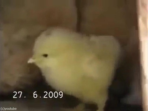 �ҥ襳���ݸ�븤04