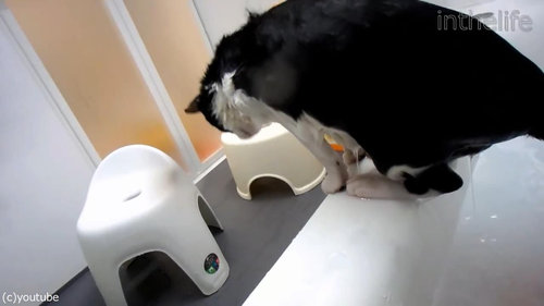 お風呂が大好きな猫08