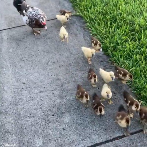 �ҥ�Ļ���������˰�������02