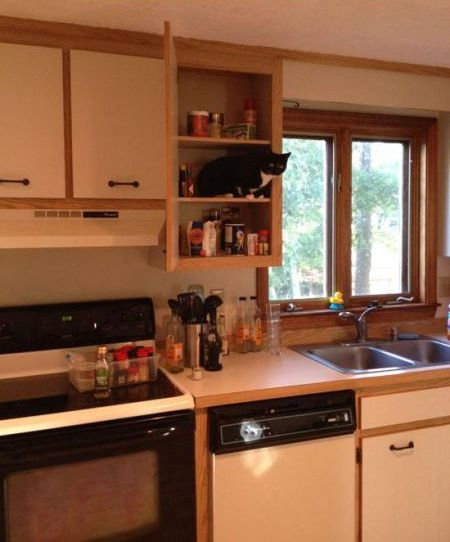 うちの猫じゃない07