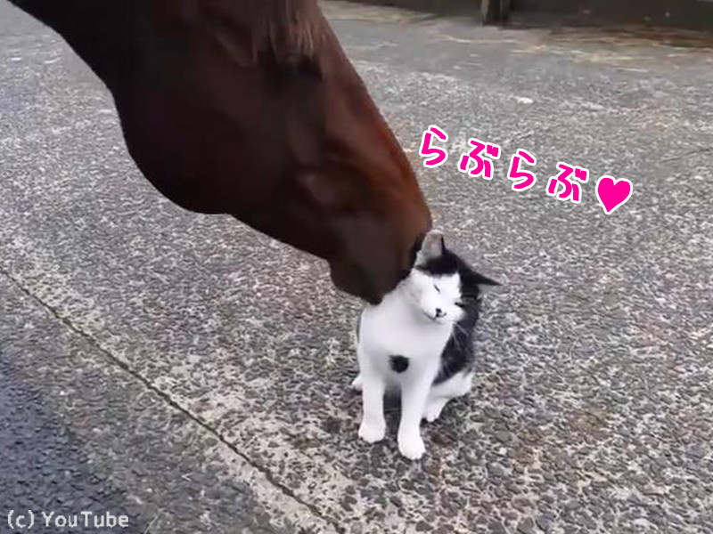 猫と馬のイチャイチャが止まらない 愛し合うふたり 動画 らばq