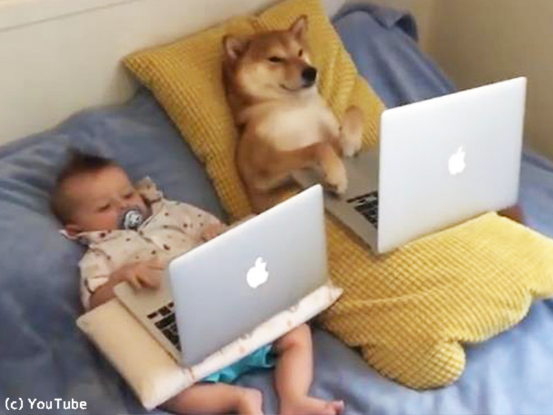 赤ちゃんと柴犬がのんびりと並んで見つめるのは ノートパソコン 動画 らばq