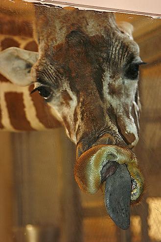 窓ガラスにへばりついて変顔になった動物たち07