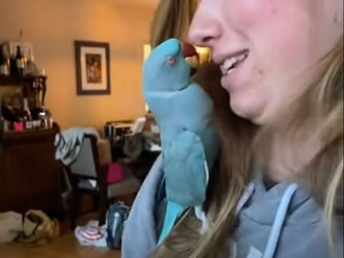 女性とキスしたがるインコ