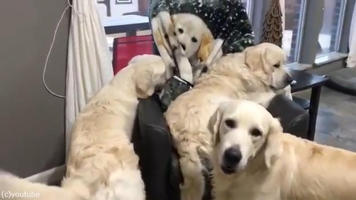 ブランケットに興味津々02