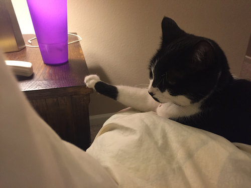 足をちょこんと置く猫05