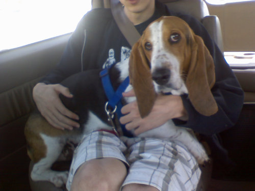 「愛犬は、車に乗るといつもこうする」02